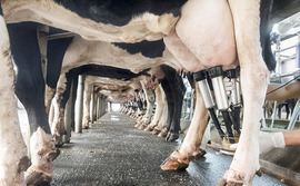 dairy-cows-milking-machines dairy-cows-milking-machines