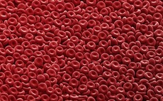 blood-cells-microscope