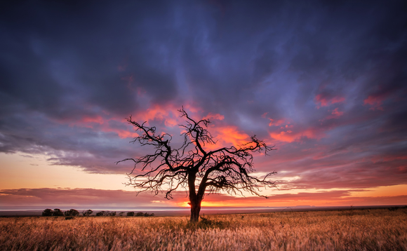 agriculture-australia-field