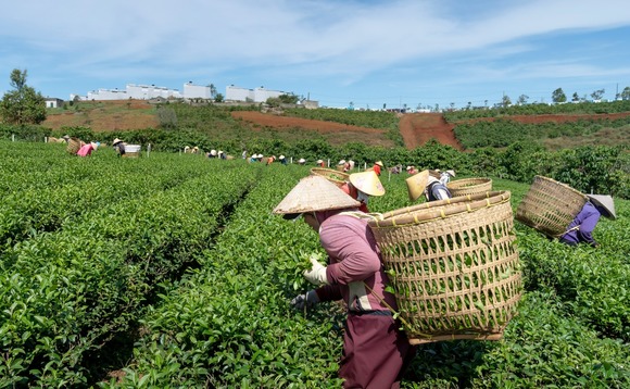 asia-farmer-farm-agriculture-crops-vietnam