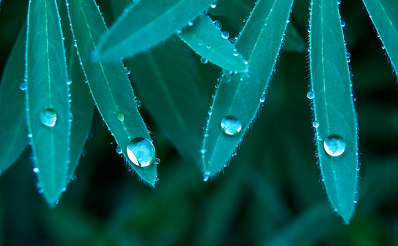 rain-drops-leaves-905870