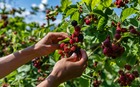 fruit-farm-berry-agriculture