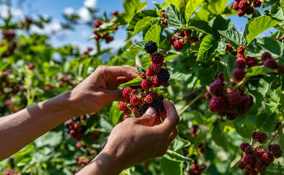 fruit-farm-berry-agriculture